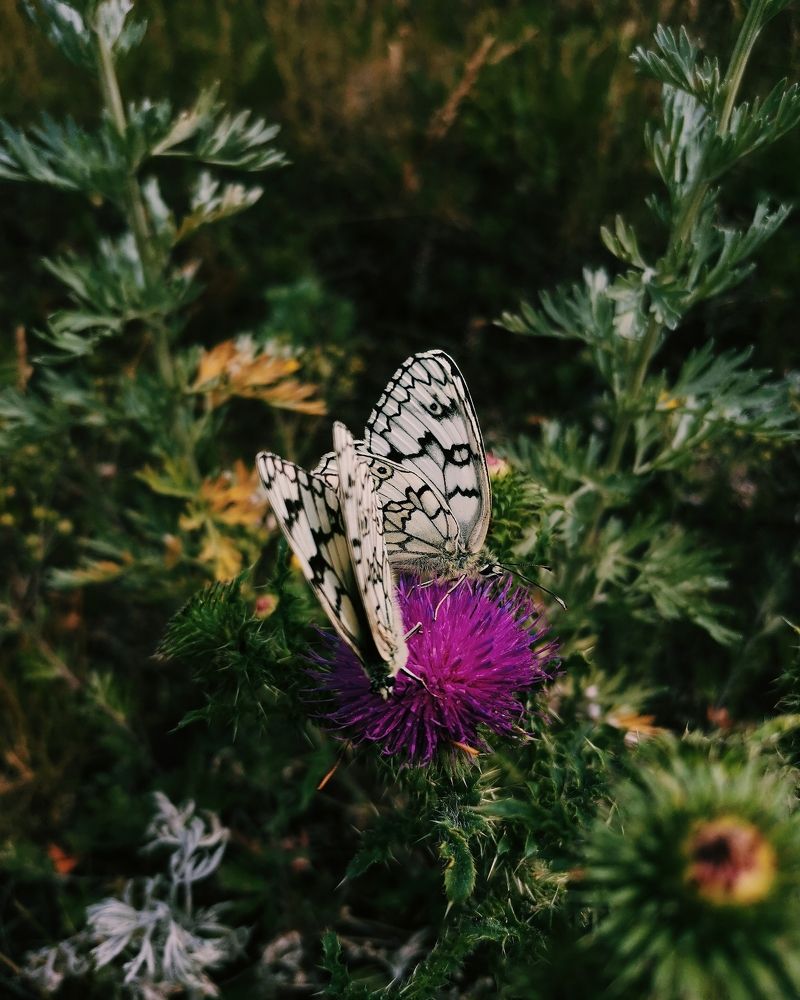 Photograph by Ольга Мажарук