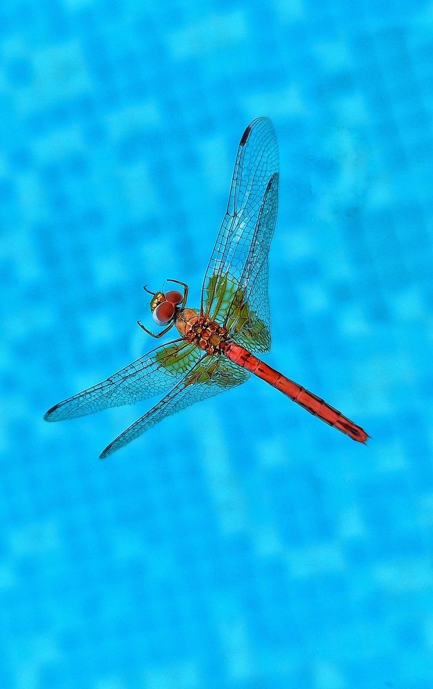 Photograph by Neelesh Jain