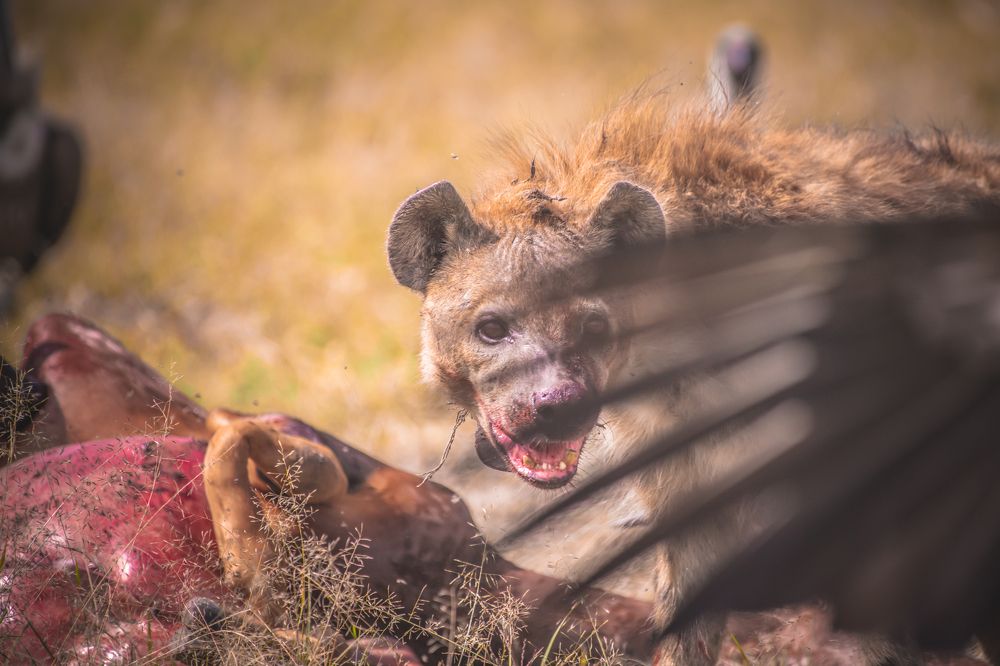 Hyena in the wings