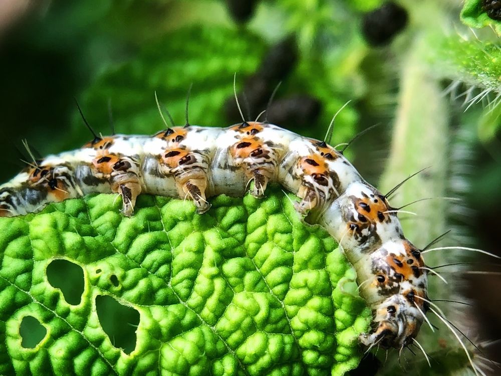 Photograph by Swati pise