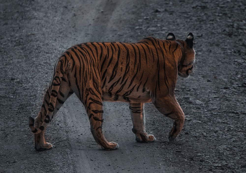 Photograph by Sabyasachi Sanyal