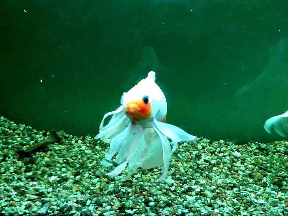 Photograph by Инна Демкив