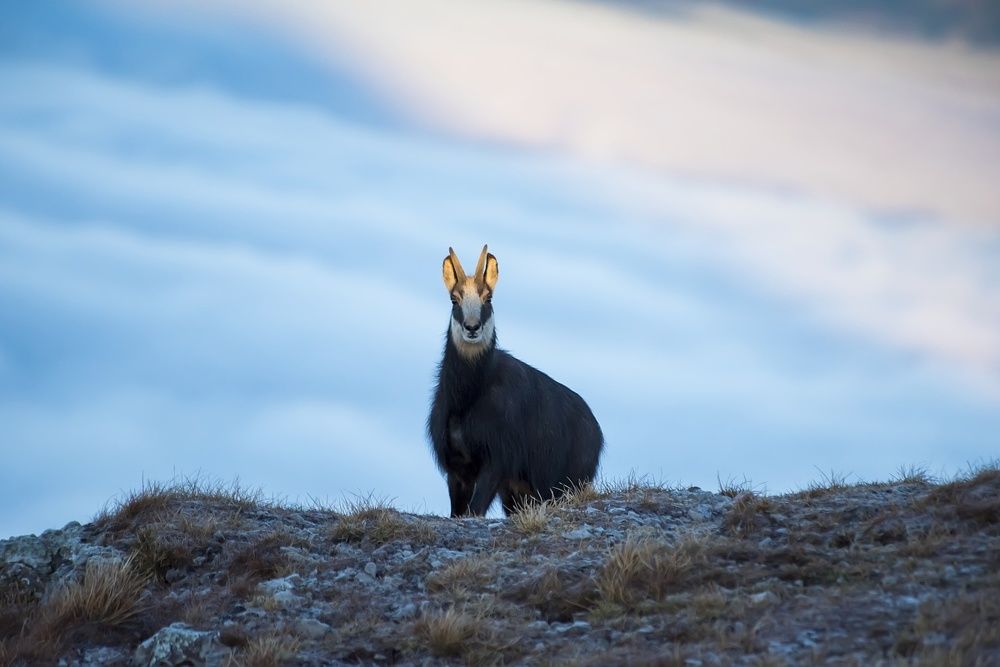 Photograph by Radim Ziman