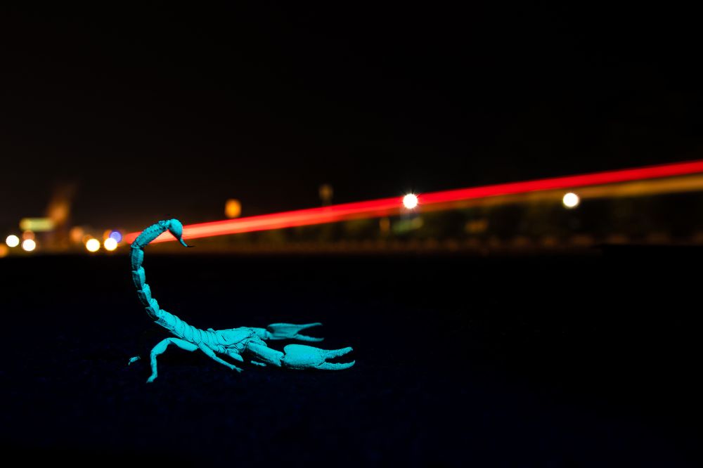 Photograph by Pratap Patra