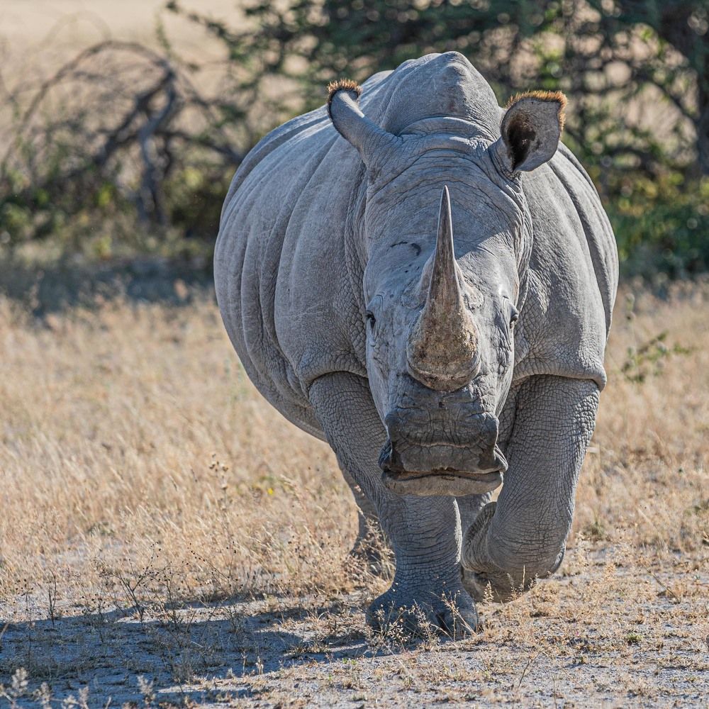 serious rhino