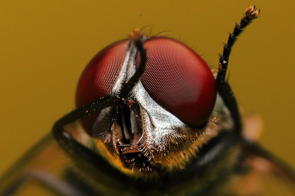 Фотография автора Rehman Ifrahim