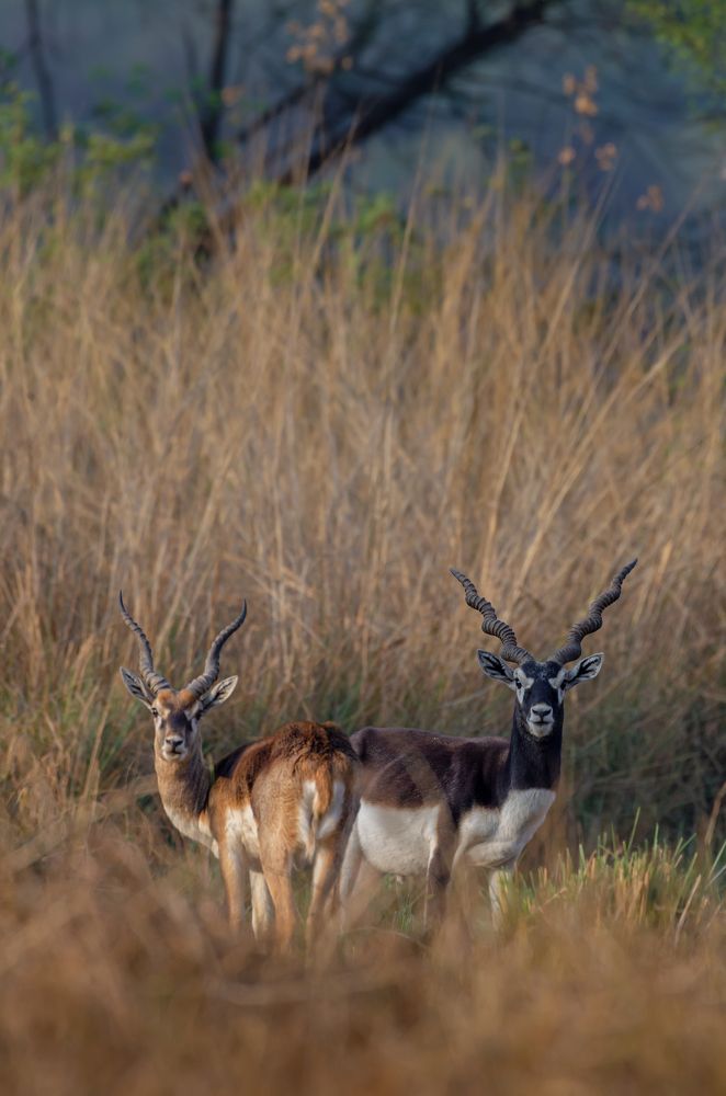 Photograph by Kshitij Patle