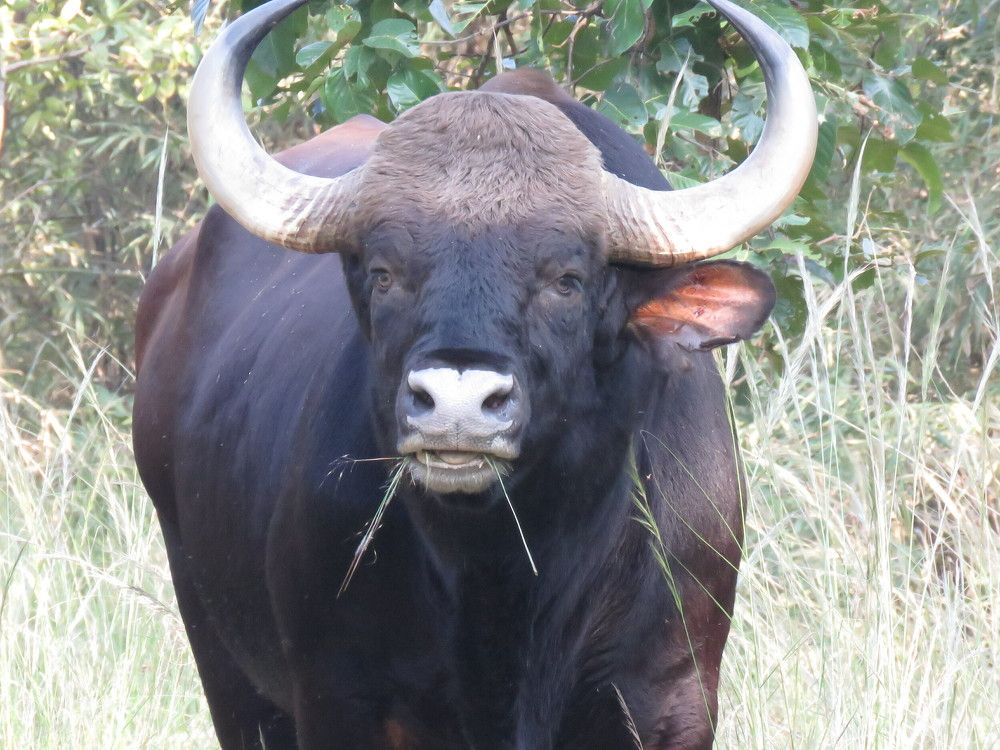 Gaur