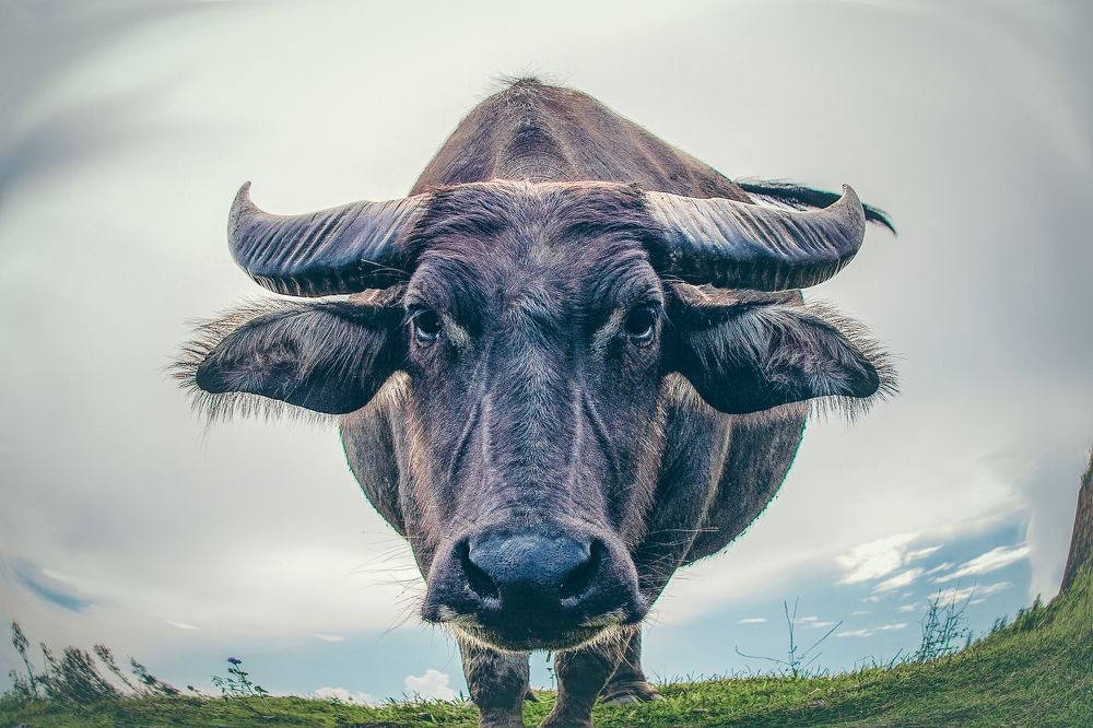 Фотография автора Minh Chu Van