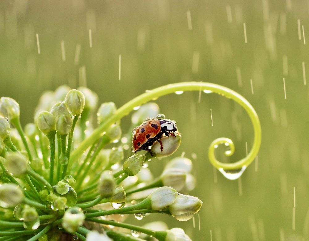 Летний дождь