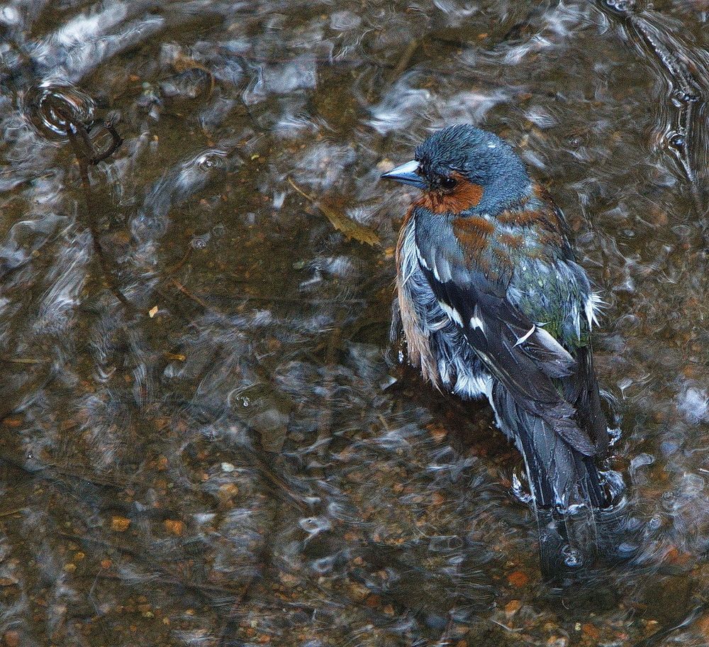 Зяблик! Водные процедуры...!