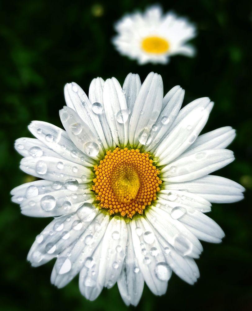 Ромашка с капелькой росы.