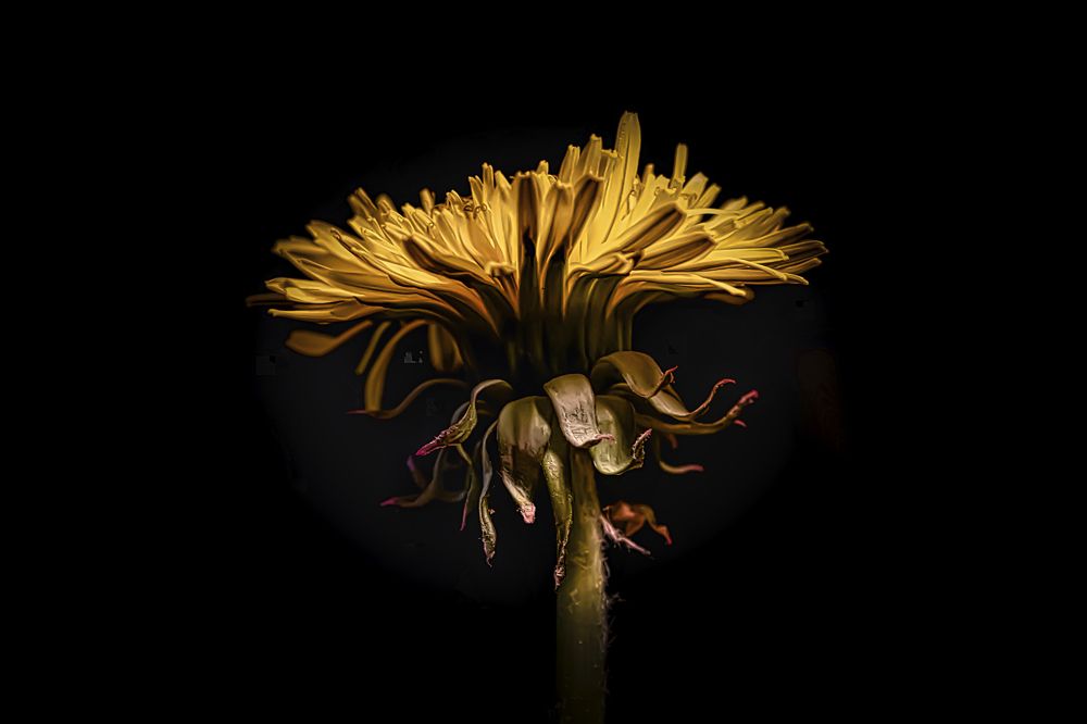 Taraxacum officinale