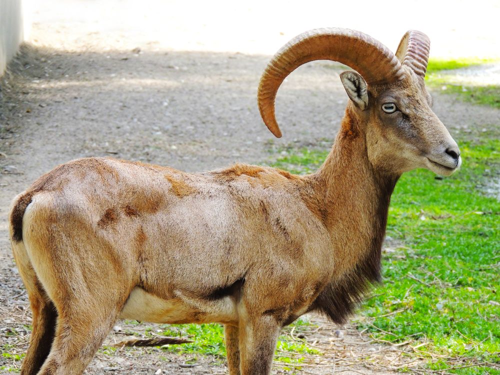 Brown mouflon