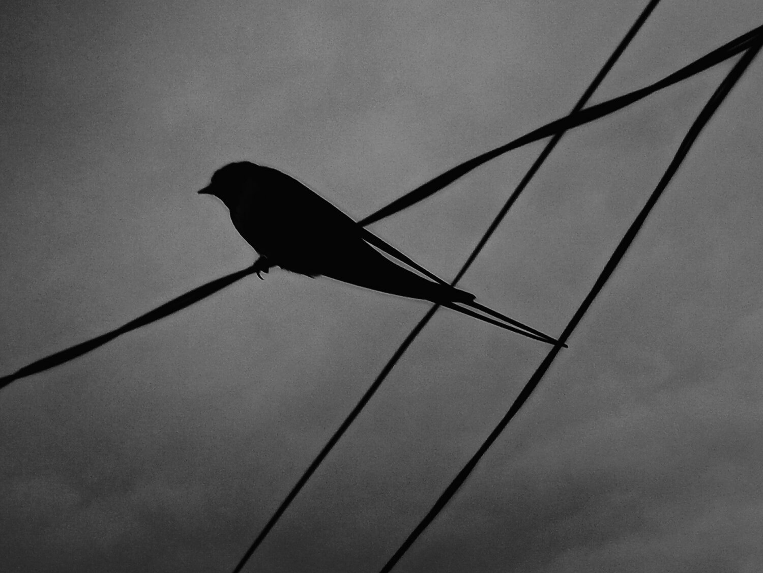 Swallow making geometric figures