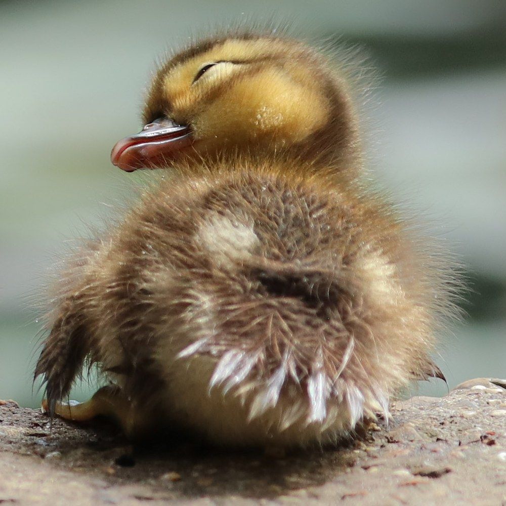 Photograph by Ambi Puvi