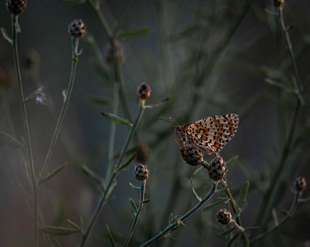 Photograph by Владимир Коновалов