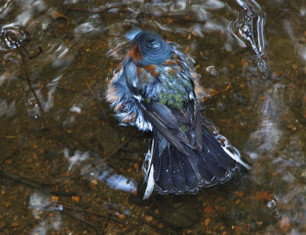 Зяблик после водных процедур...вскружилась голова...!)