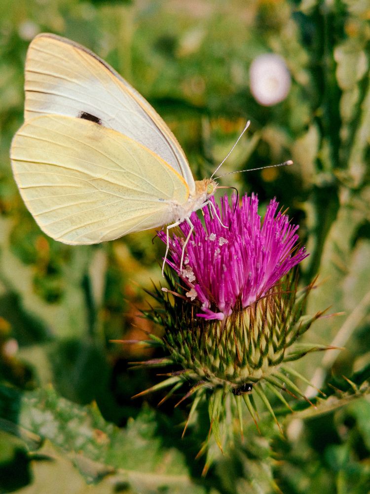 Photograph by Нина Колпакова