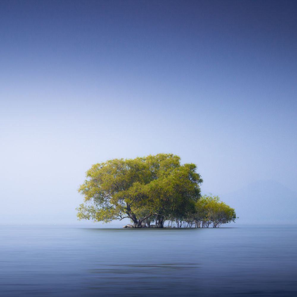 The Floating Tree