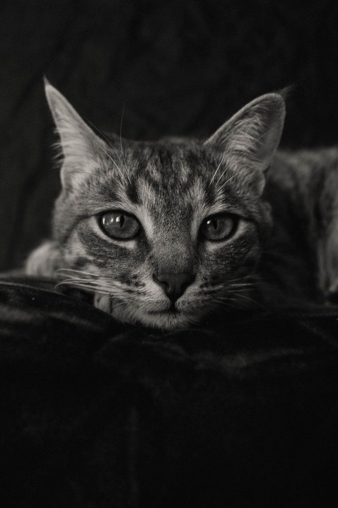 Кошка Анфиса