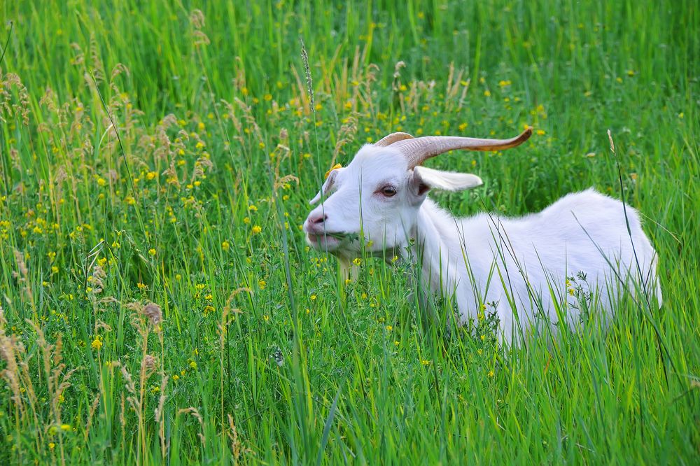 Фотография автора Галина Лоскутова
