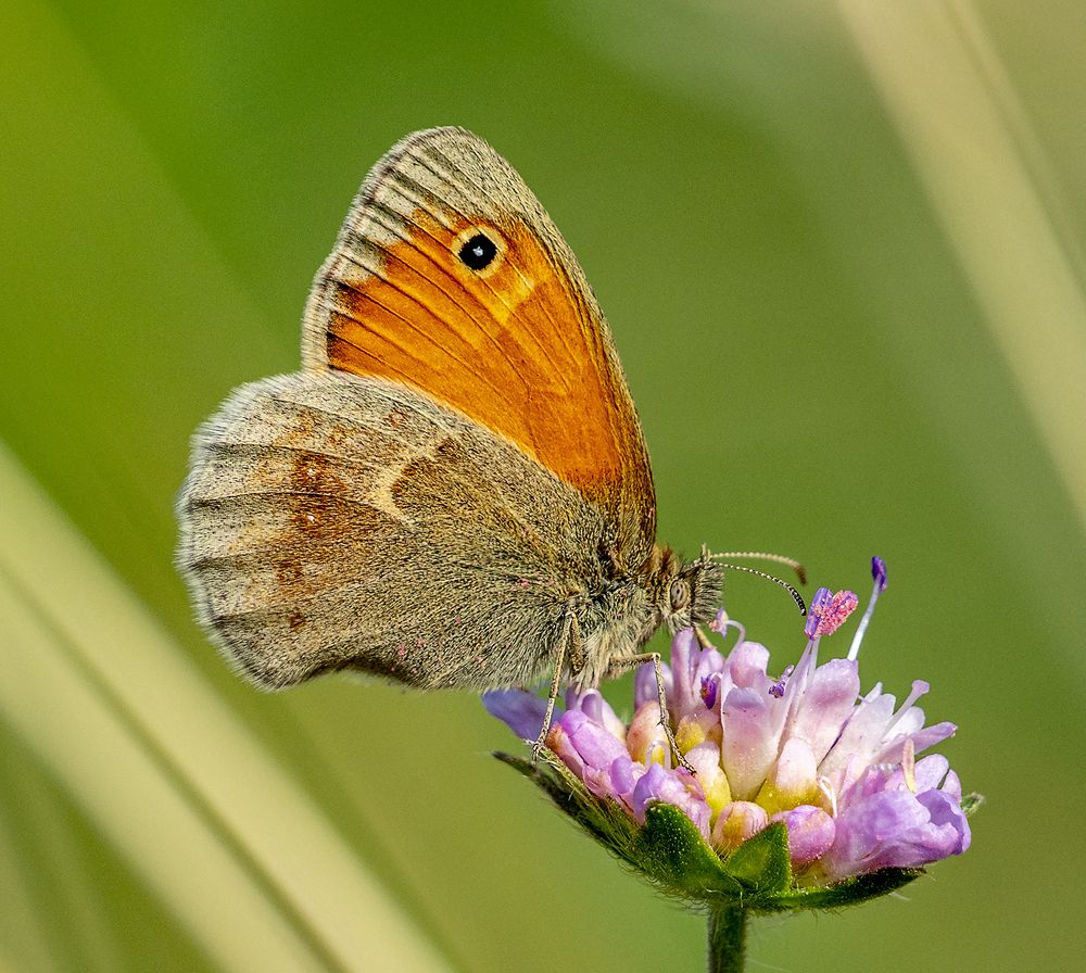 Photograph by Алла Толстая