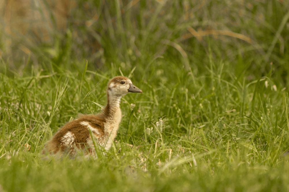 Photograph by Deon Oosthuizen