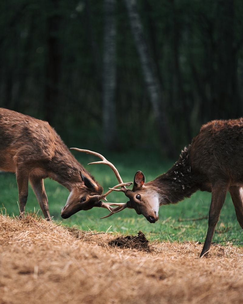 Фотография автора Павел Курицын