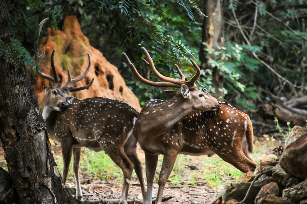 Photograph by Midhun Kanadan