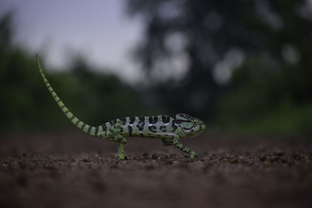INDIAN  CHAMELEON