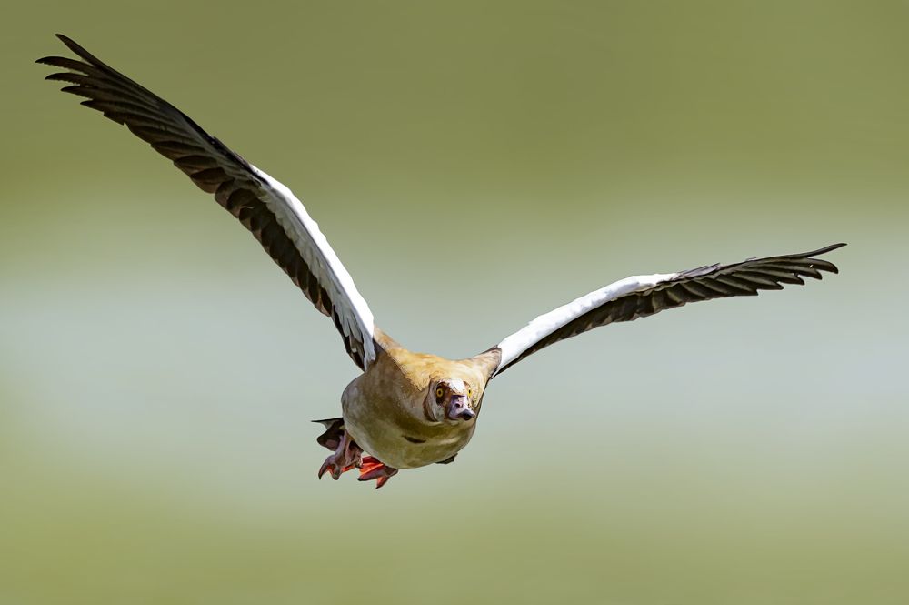 Photograph by David Lerer