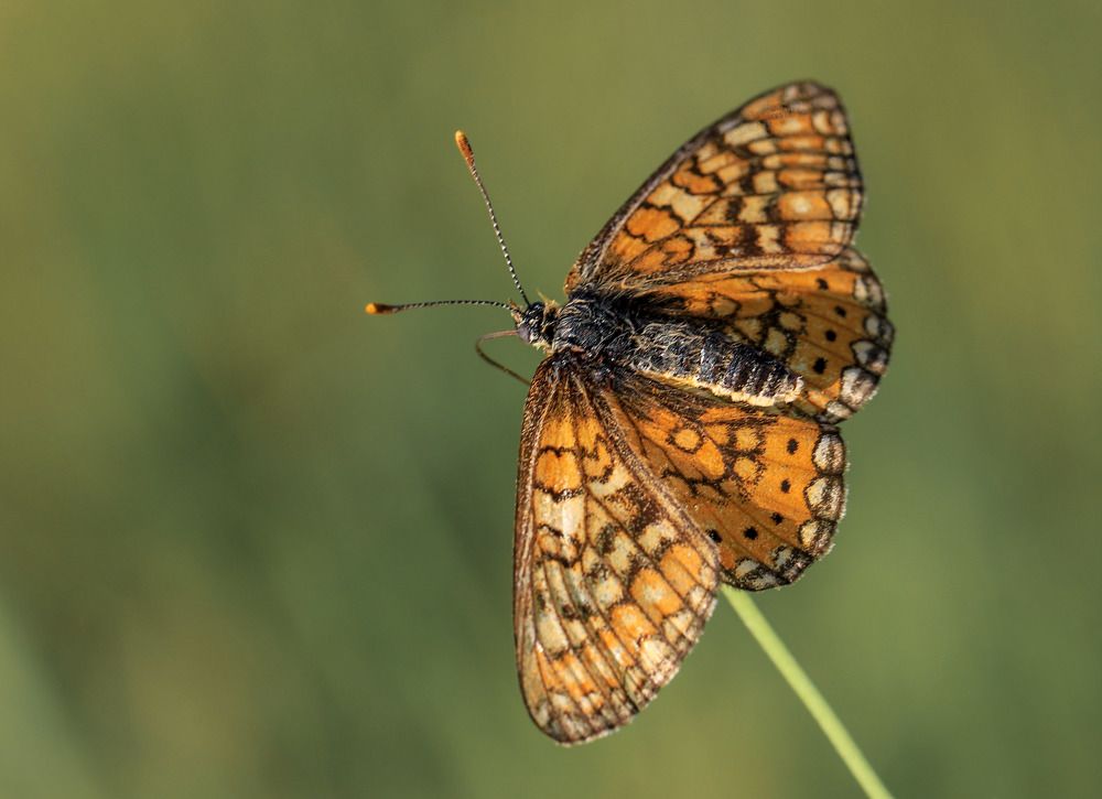 Photograph by çiğdem Sorgut