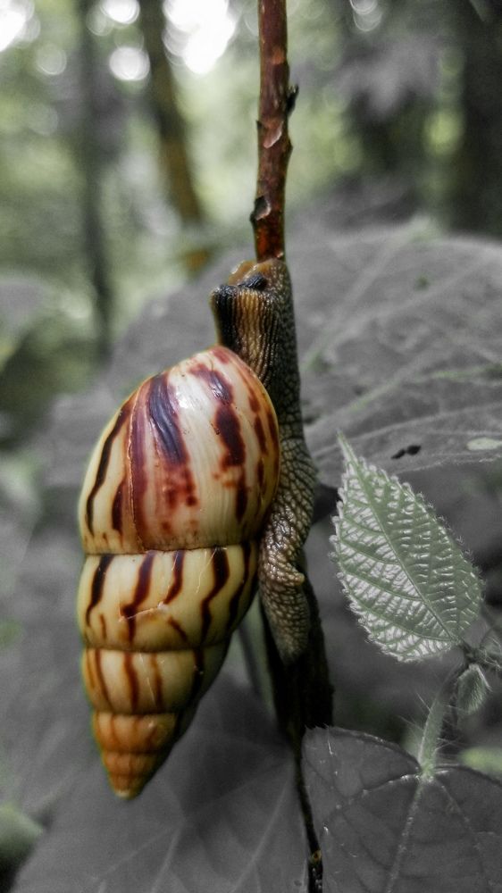 Photograph by Ezra Jhean Joshua Tendo