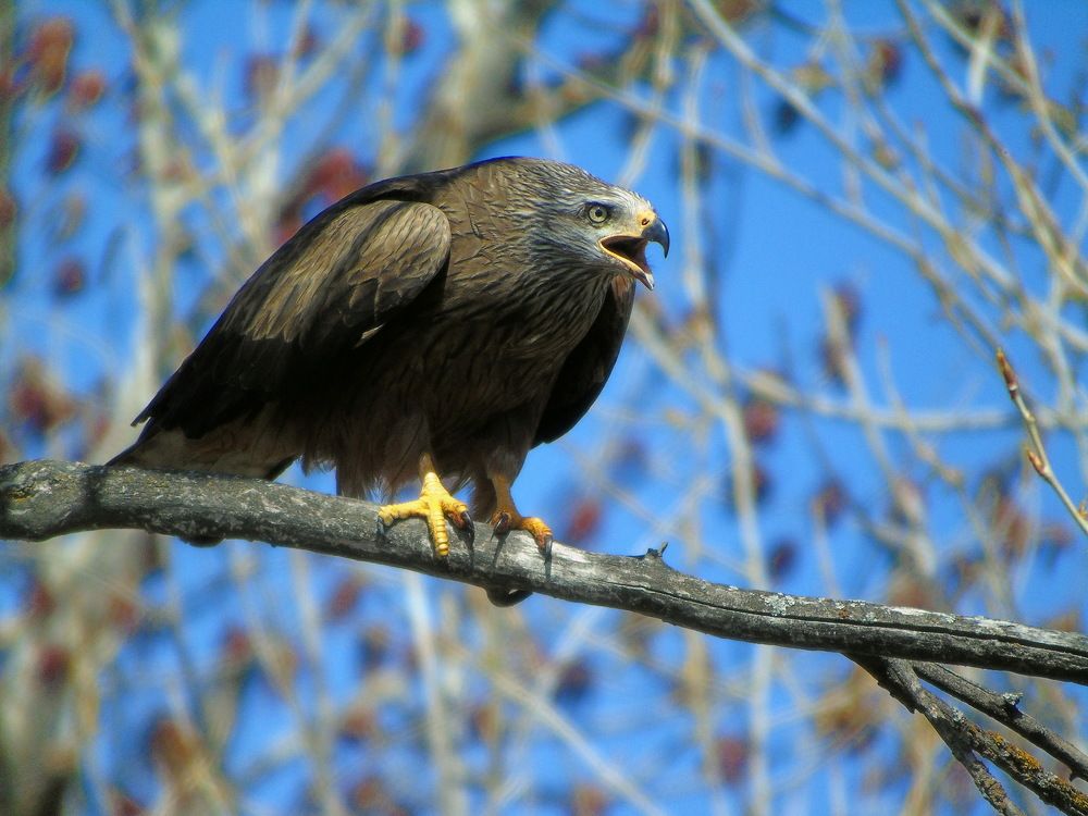 Черный коршун