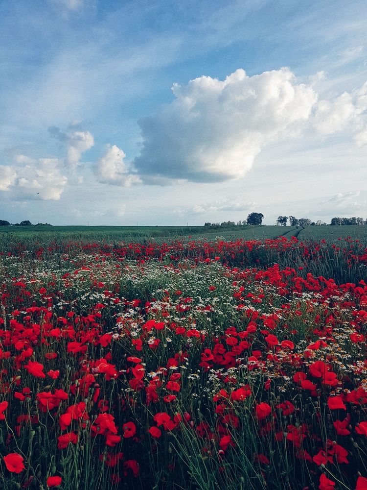 Photograph by Vera Nefedova