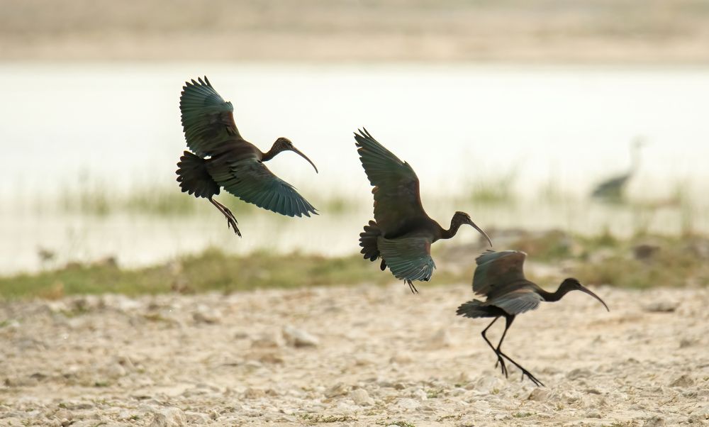 Фотография автора Sajeev Krishnan