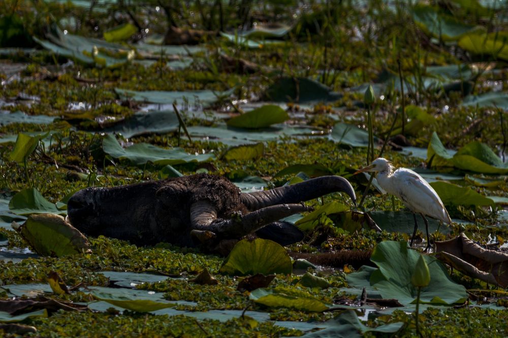 Photograph by Pakalon Janakan