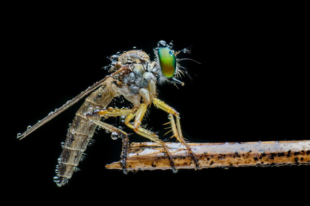Robberfly