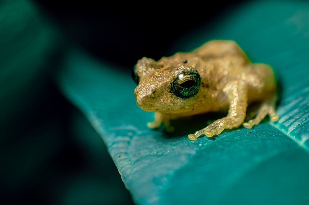 Photograph by Pramod Naween Padmananda