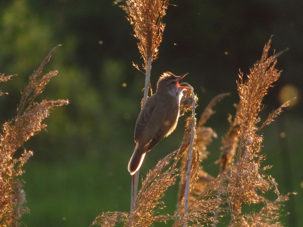 Photograph by Мария Кодун-Иванова