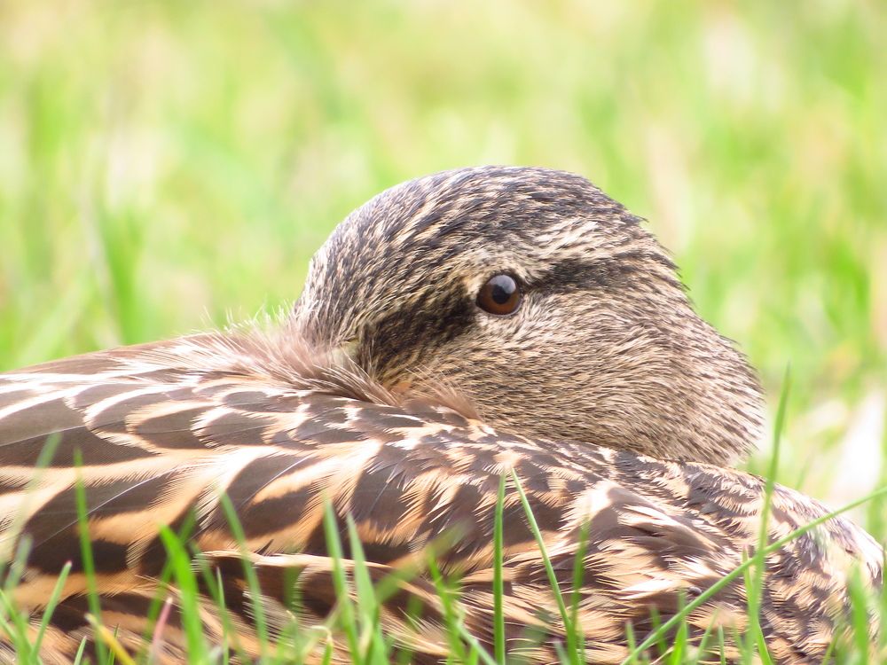 Photograph by Мария Кодун-Иванова