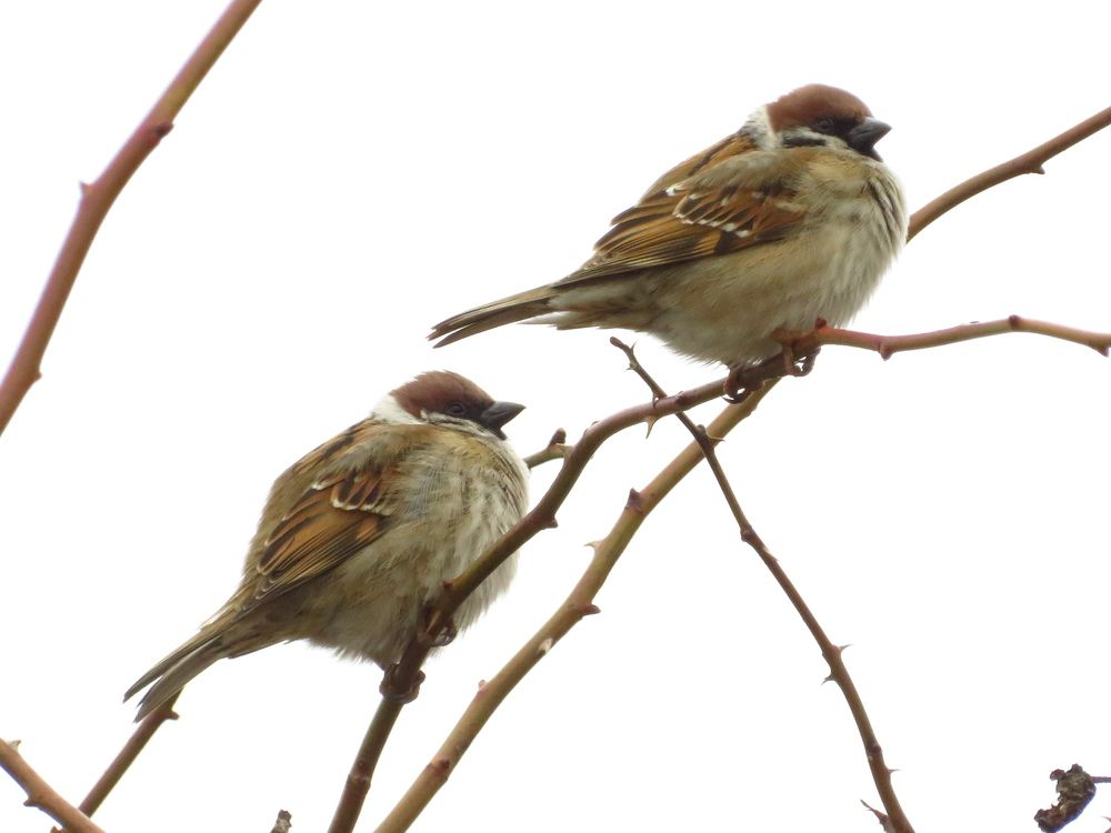 Photograph by Мария Кодун-Иванова