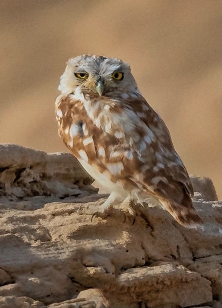 Фотография автора Anand Kumar