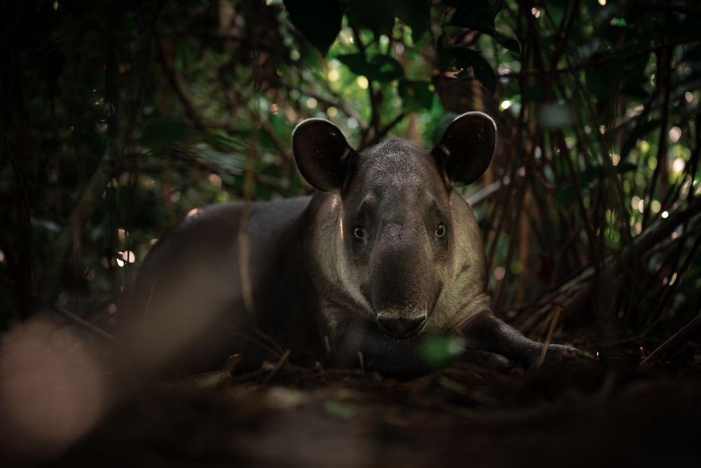 The Gaze of the Tapir
