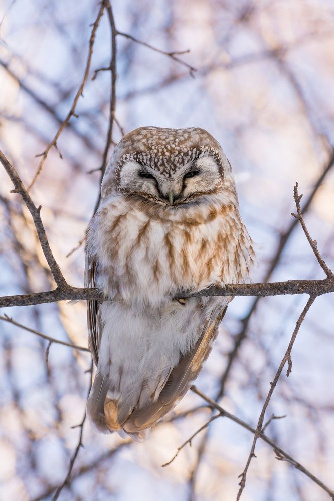 Мохноногий сычик