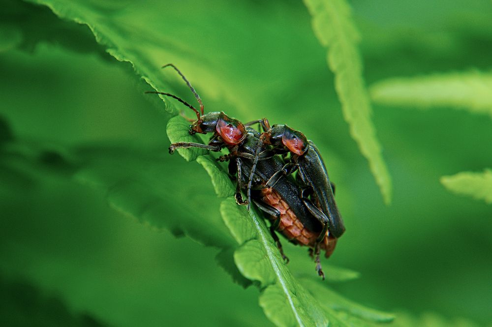 A soldier beetles (family Cantharida)