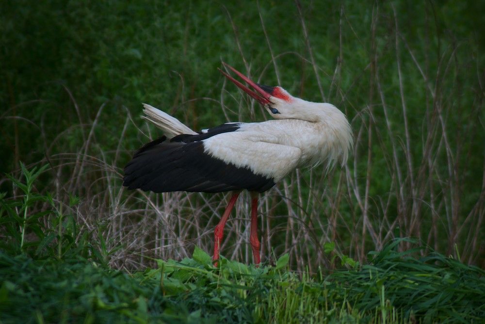 Stork