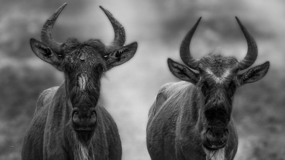 Photograph by Artem Khazov