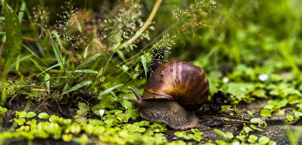 Photograph by Suresh Chakrapani